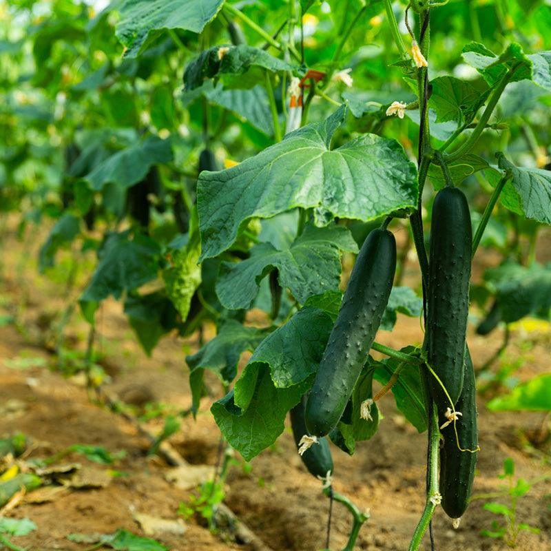 Organic Muncher Cucumber