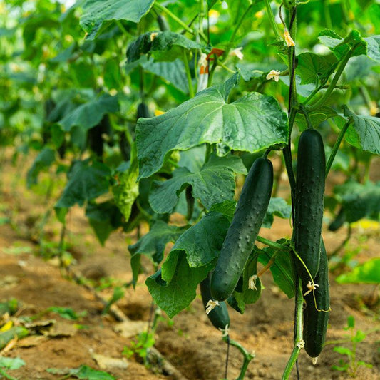 Organic Muncher Cucumber