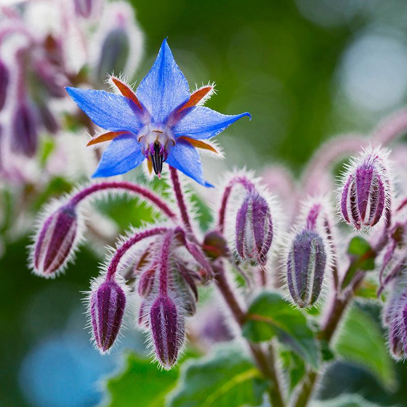 Organic Borage