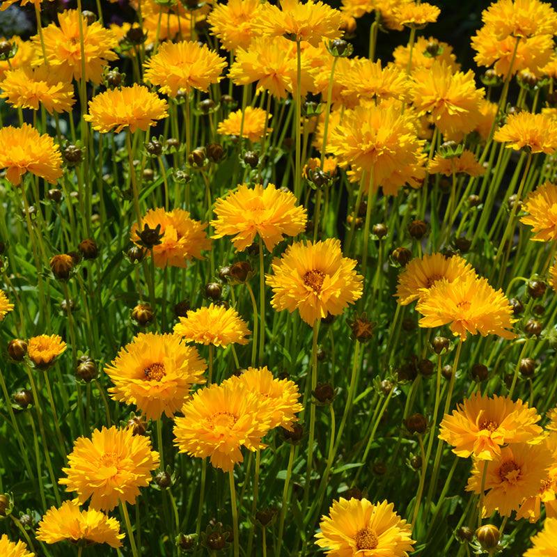 Organic Coreopsis