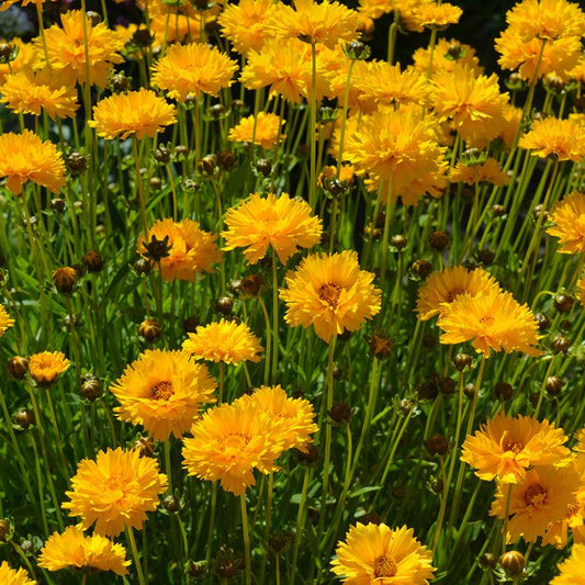 Organic Coreopsis