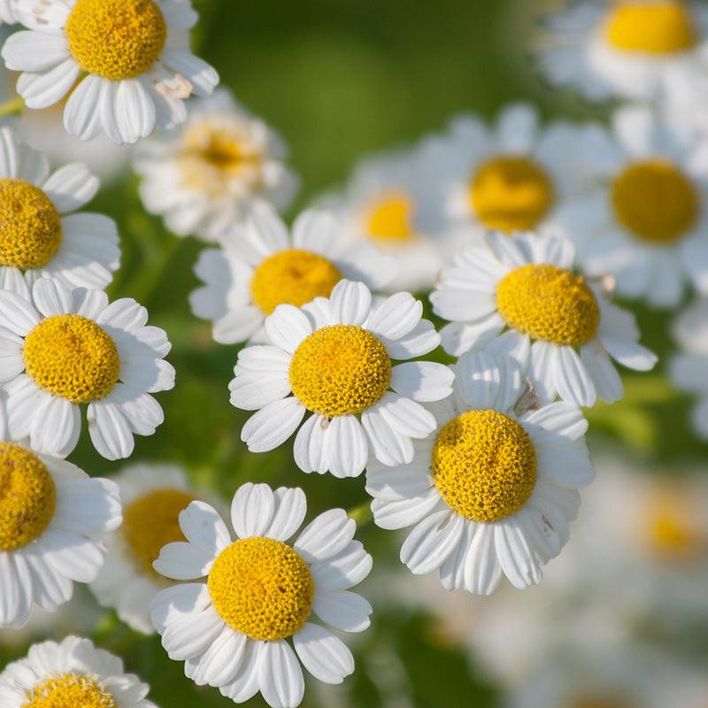 Organic Feverfew