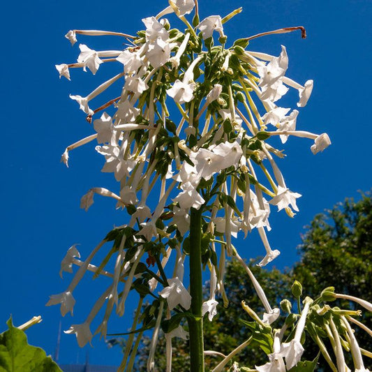 Organic Jasmine Scented Nicotiana