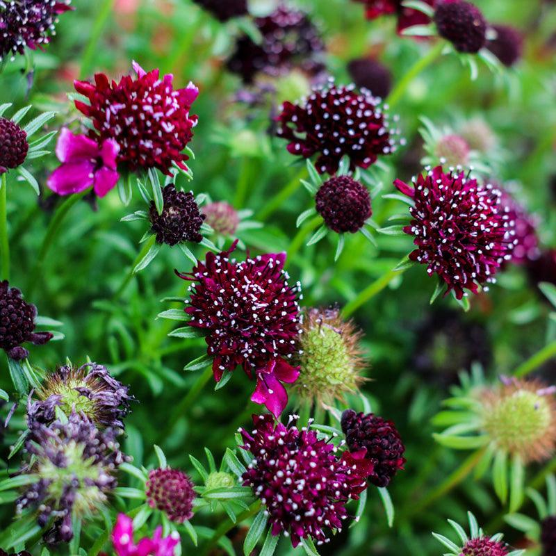 Organic Scabiosa Mix