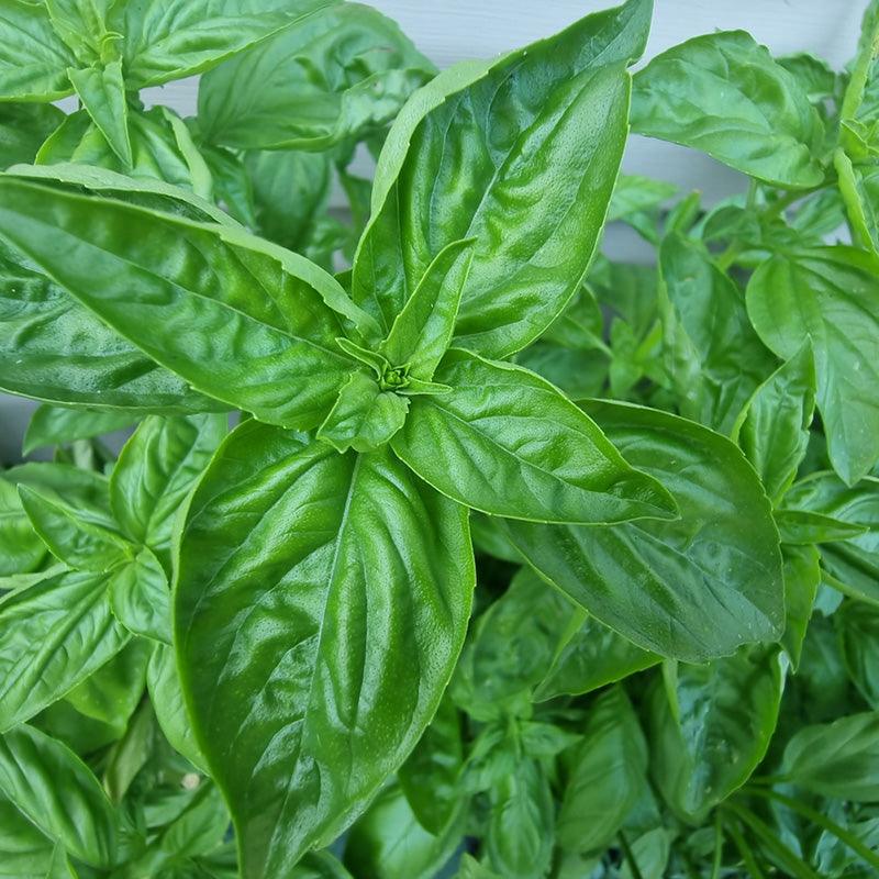 Organic Aroma Basil