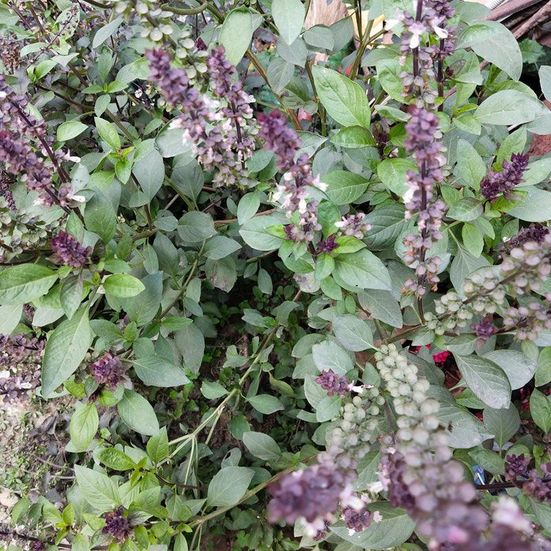 Organic Thai Basil