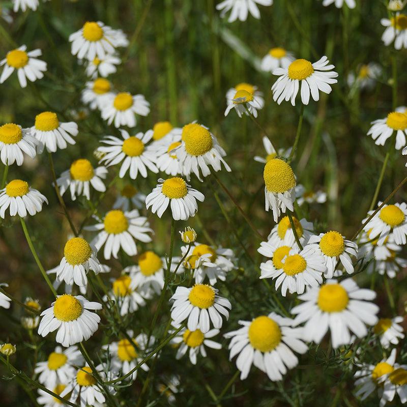 Organic German Chamomile