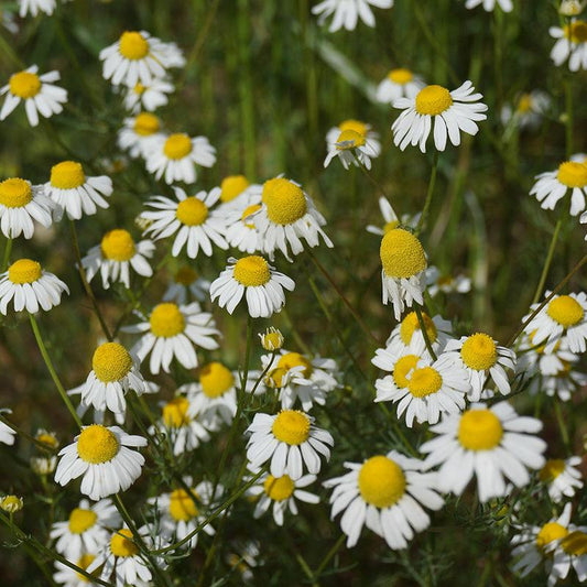Organic German Chamomile