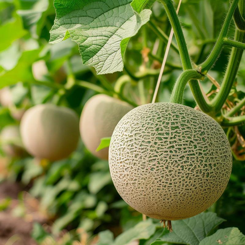 Organic Cantaloupe
