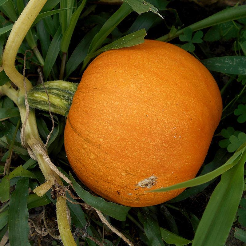 Organic Pie Pumpkin