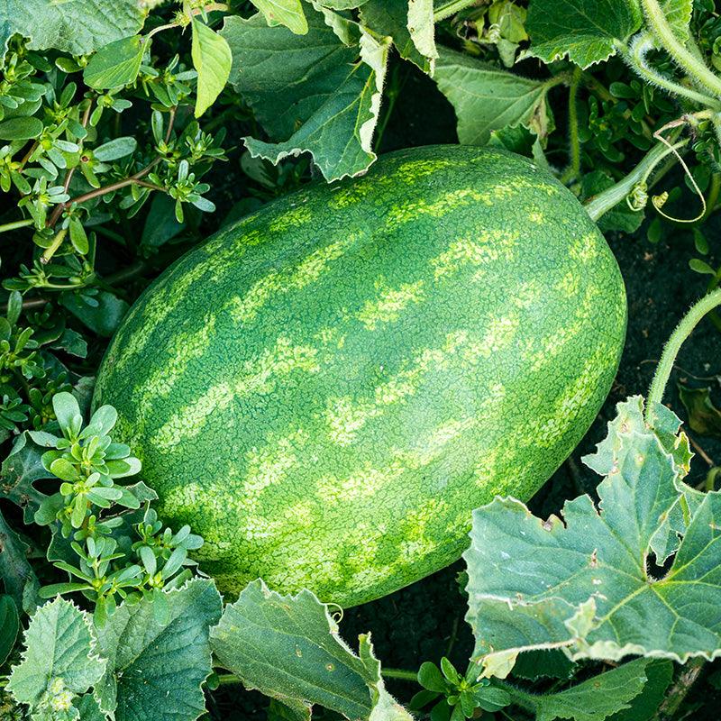 Organic Klondike Blue Watermelon