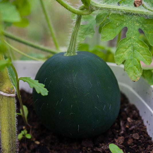 Organic Sugar Baby Watermelon