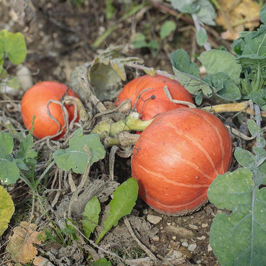 Organic Red Kuri Winter Squash