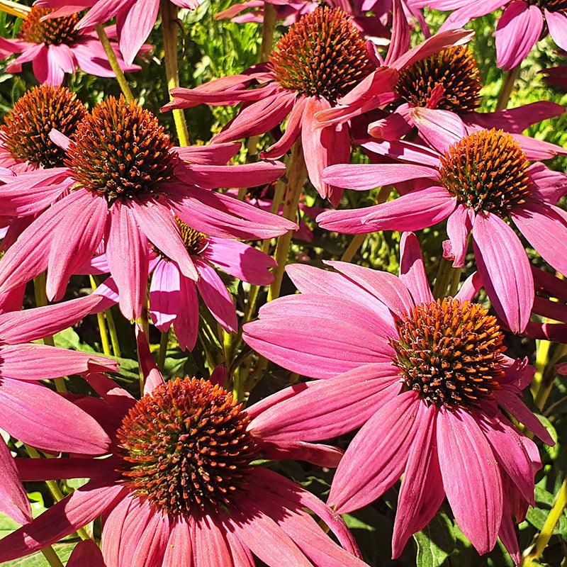 Organic Echinacea Angustifolia