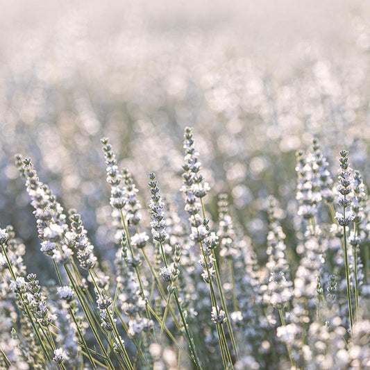 Organic Arctic Snow Lavender