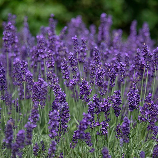 Organic Hidcote Lavender