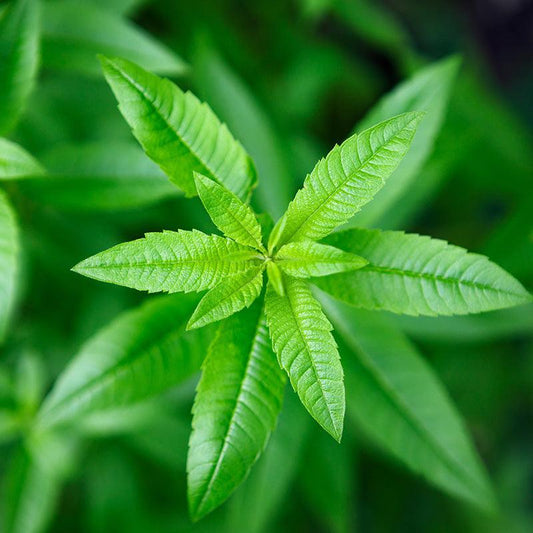 Organic Lemon Verbena
