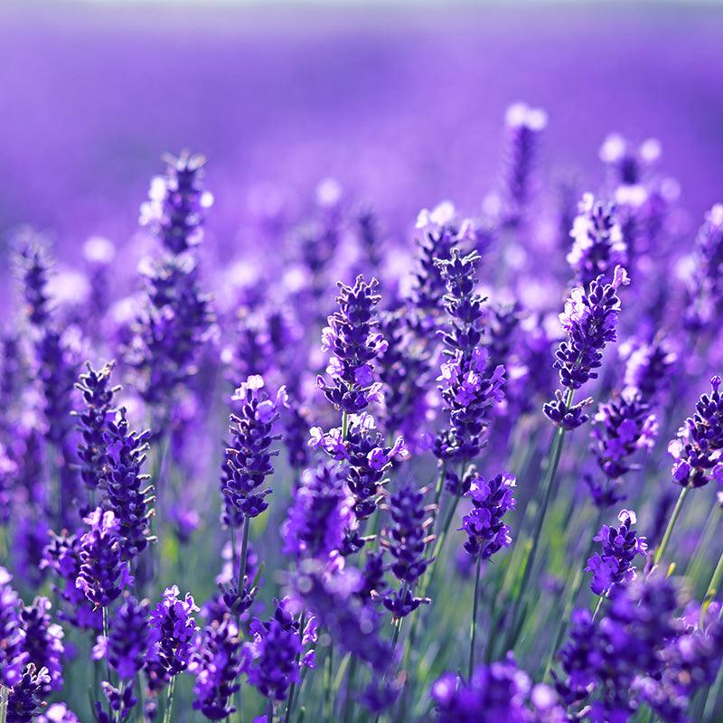 Organic Grosso Fat Spike Lavender