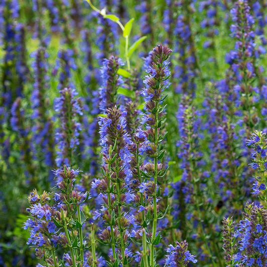 Organic Blue Hyssop