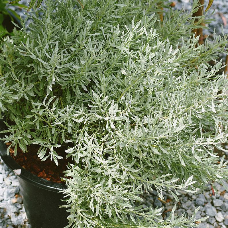Organic Goodwin Creek Lavender