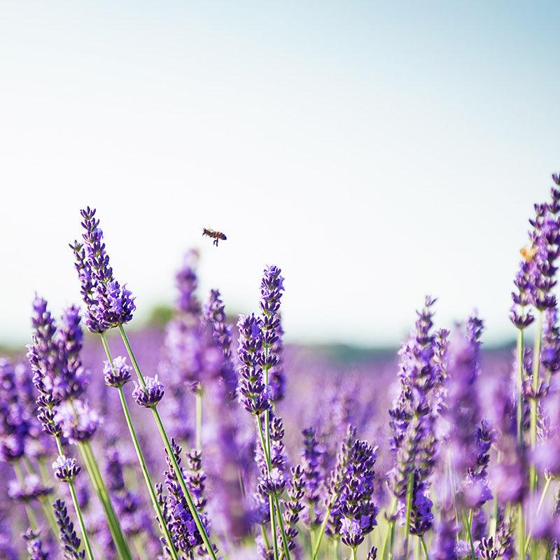 Organic Provence Lavender