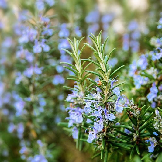 Organic Rosemary