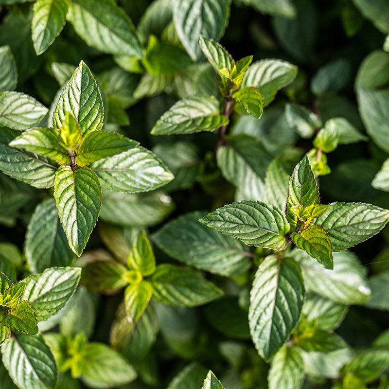 Organic Chocolate Mint