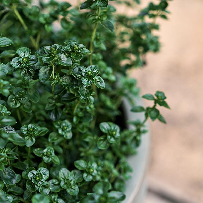 Organic English Thyme