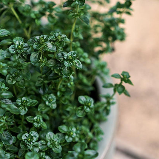 Organic English Thyme
