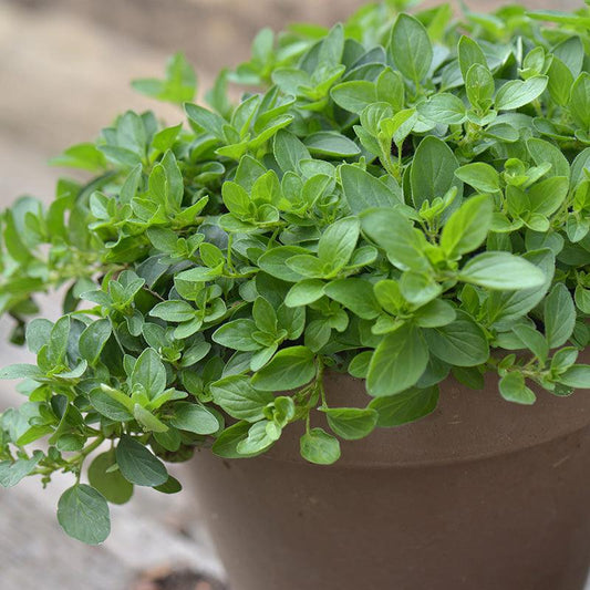 Organic Greek Oregano