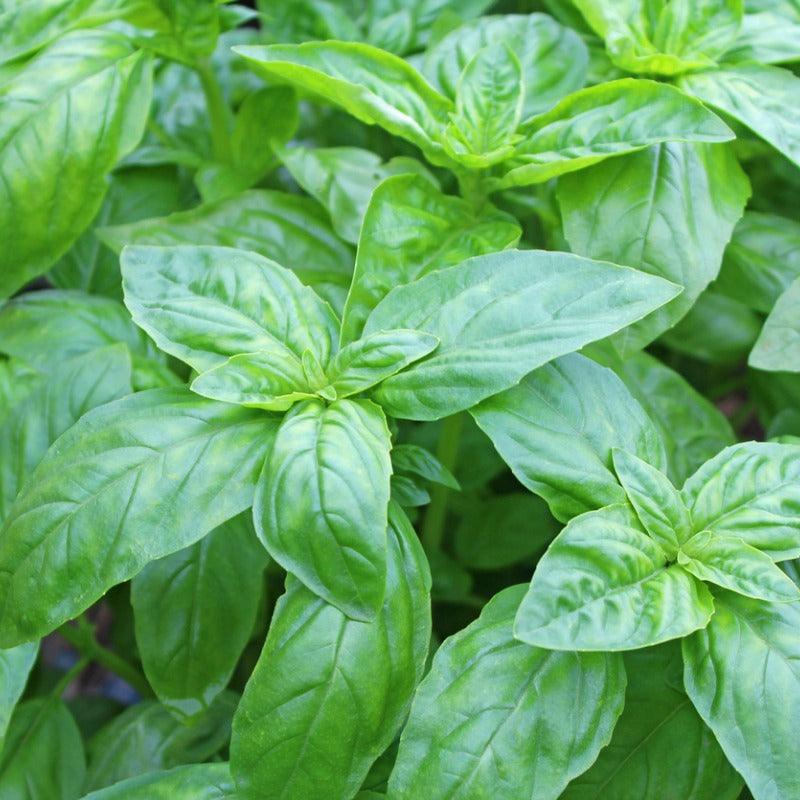 Organic Basil