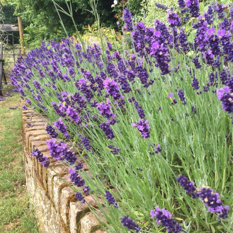 Hidcote Lavender (1 Gallon)