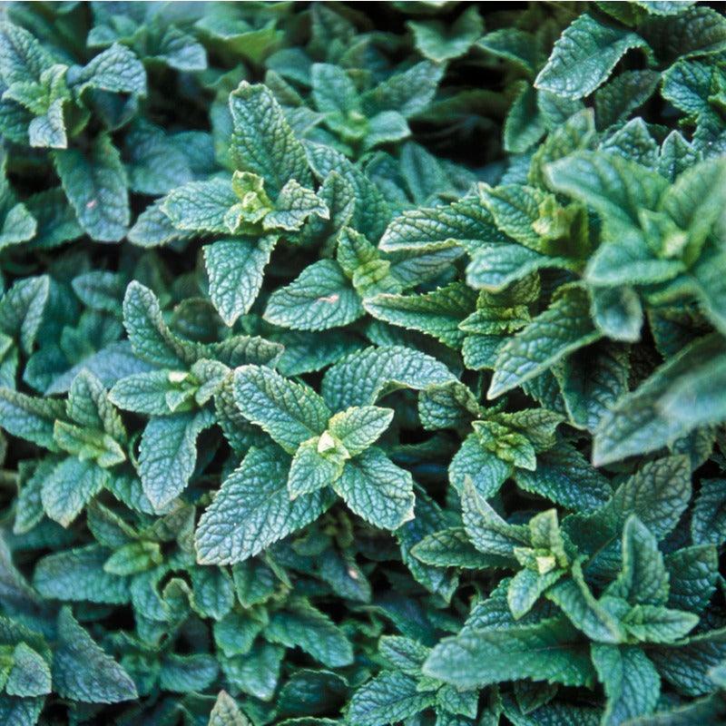 Organic Moroccan Mint (1 Gallon)