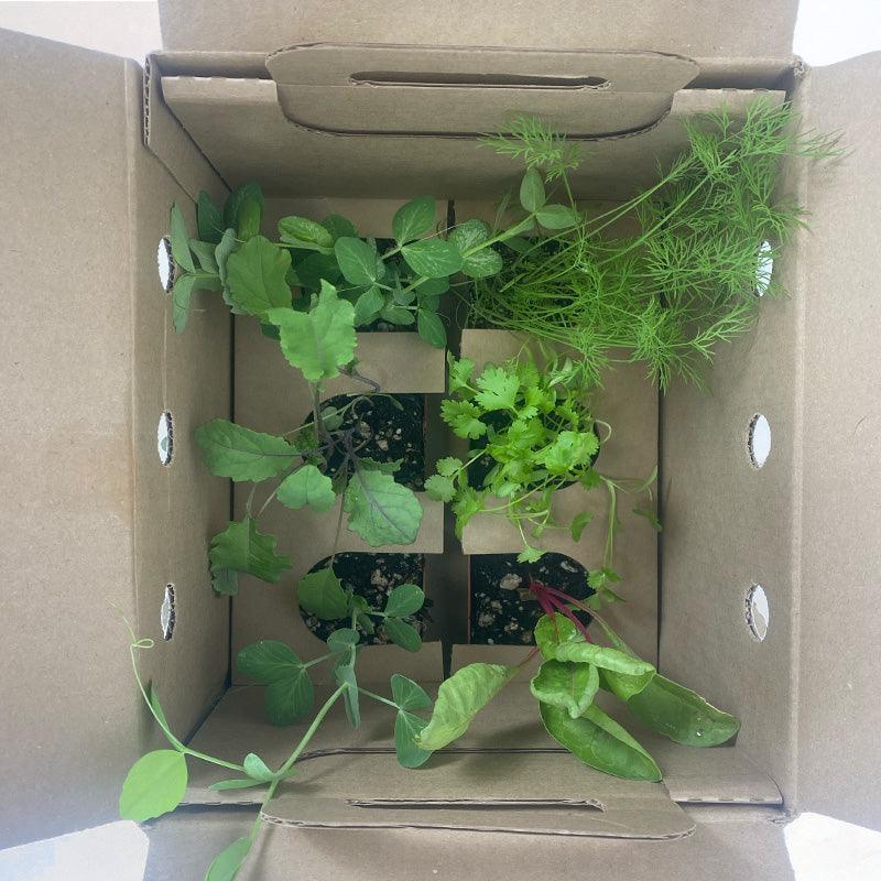 Organic Round Green Cabbage