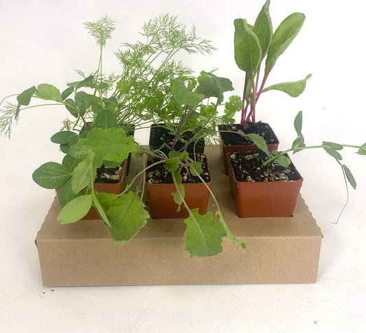 Organic Vegetable and Herb Start Collection