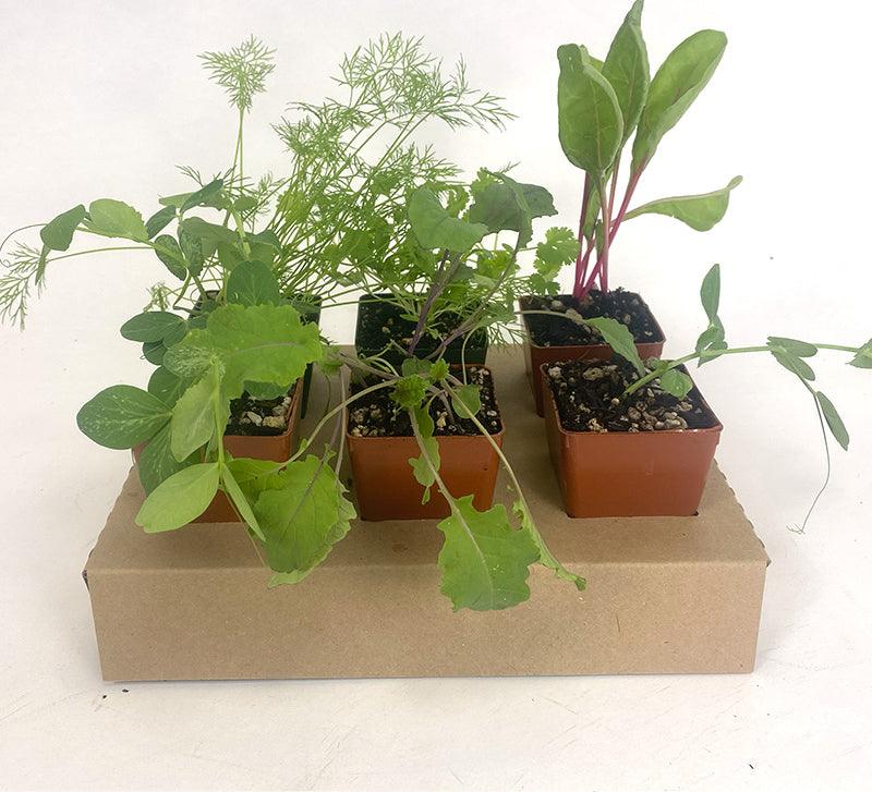Organic Vegetable and Herb Start Collection