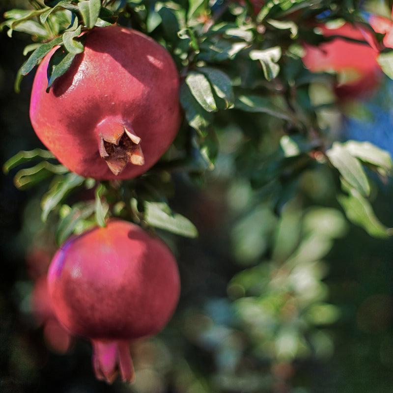 Potted Pomegranate Tree - Parfianka