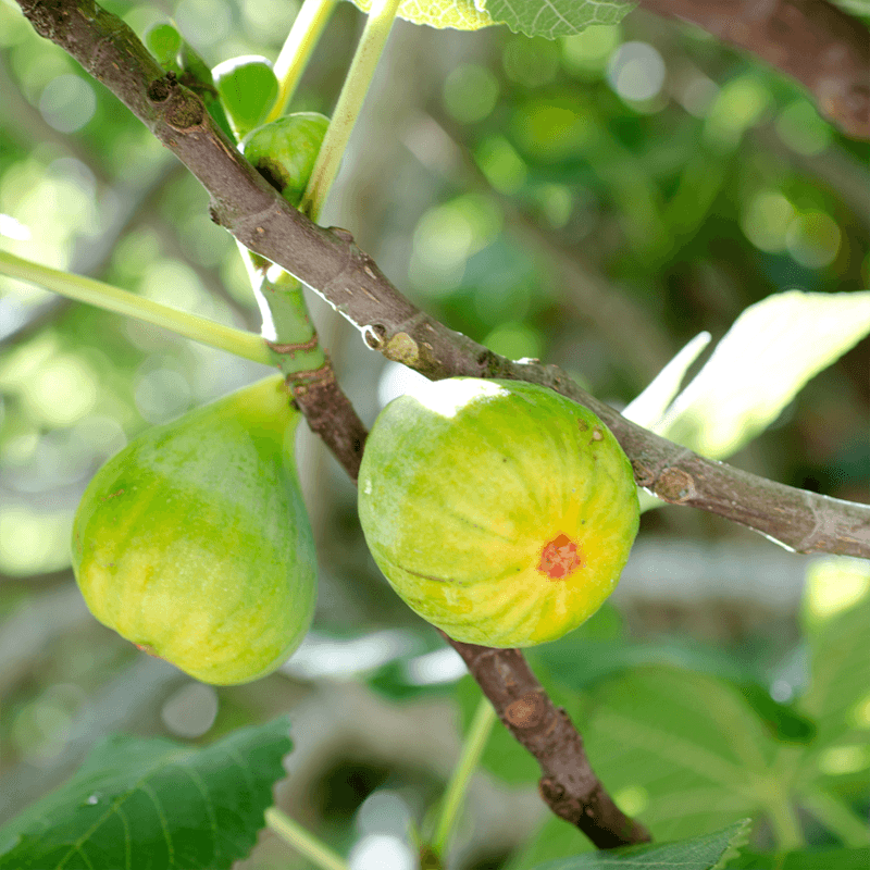 Peter's Honey Potted Fig Tree