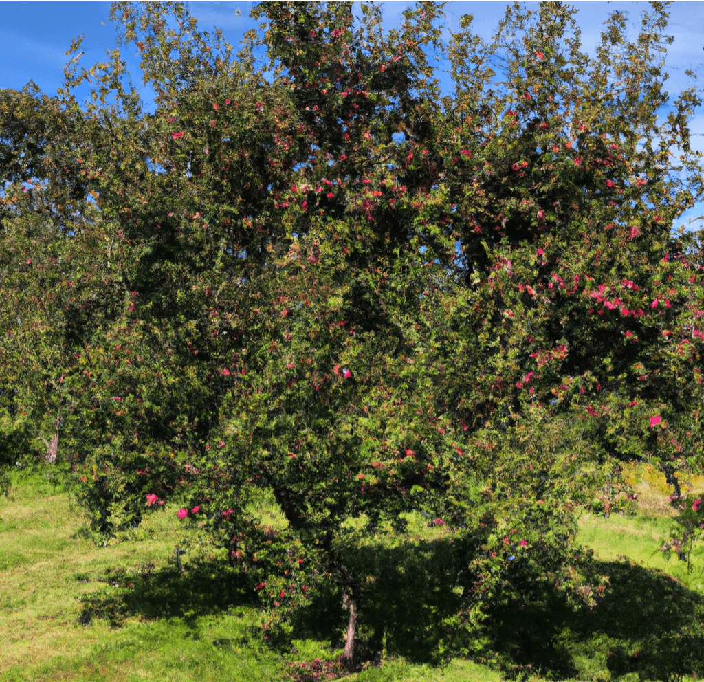 Pink Lady Apple Tree Potted (5 Gallon)