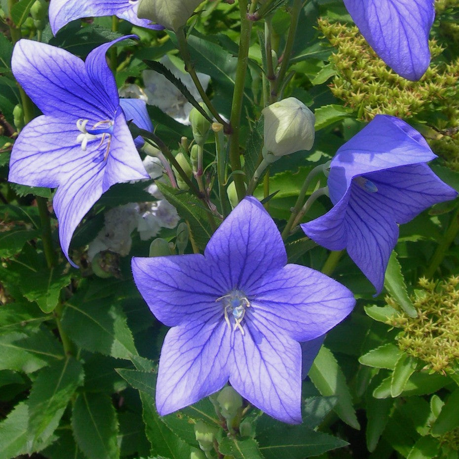 Balloonflower Seeds (Organic)