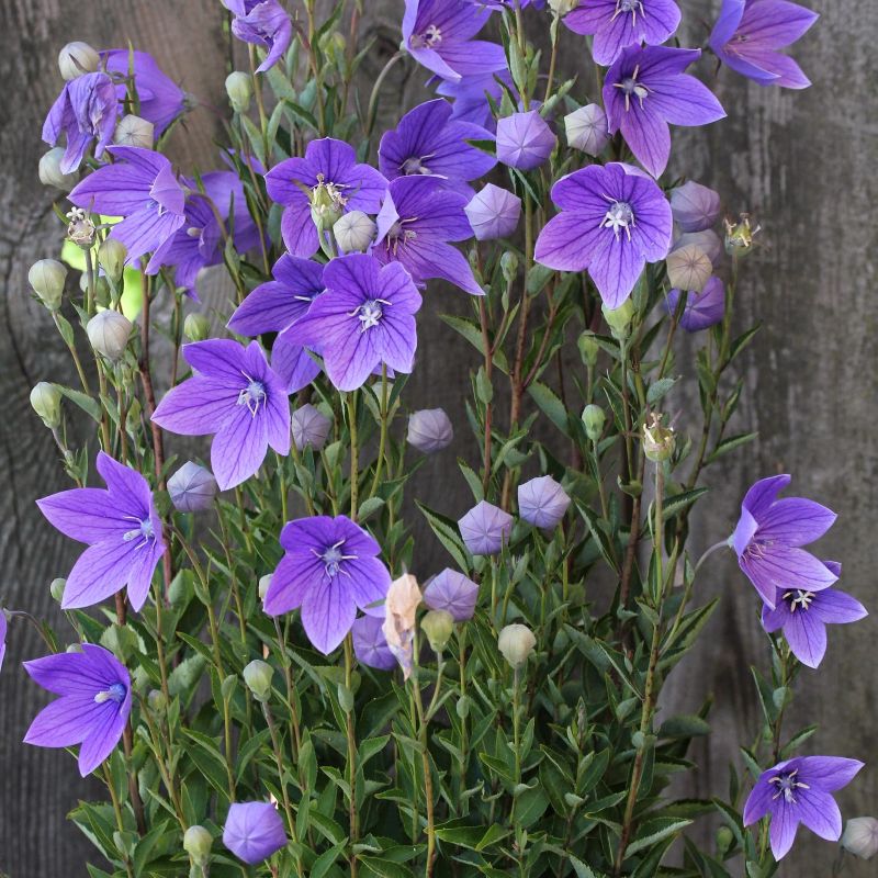Balloonflower Seeds (Organic)