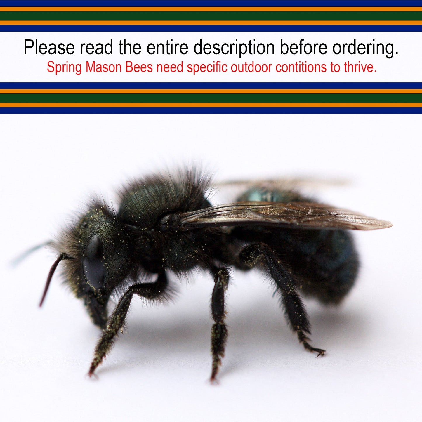 Mason Bees | 40+ OBA Certified Cocoons with Free 2 Day Shipping