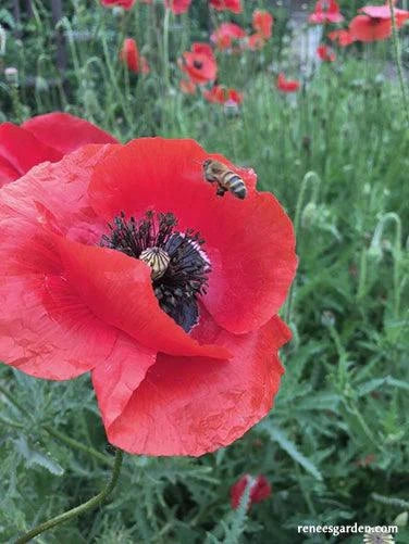 Shirley Legion of Honor Poppy