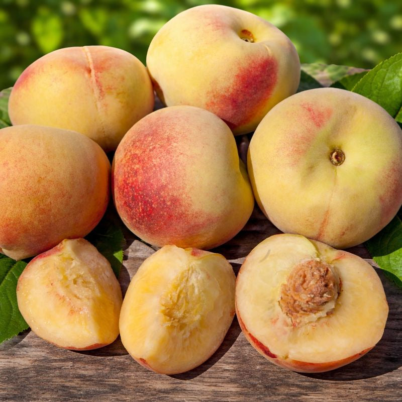 Peach Leaf Curl Resistant Peaches, 3 on 1 Multi Grafted Fruit Tree