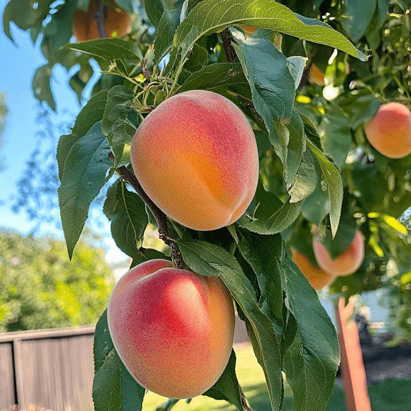 Red Baron Peach Tree