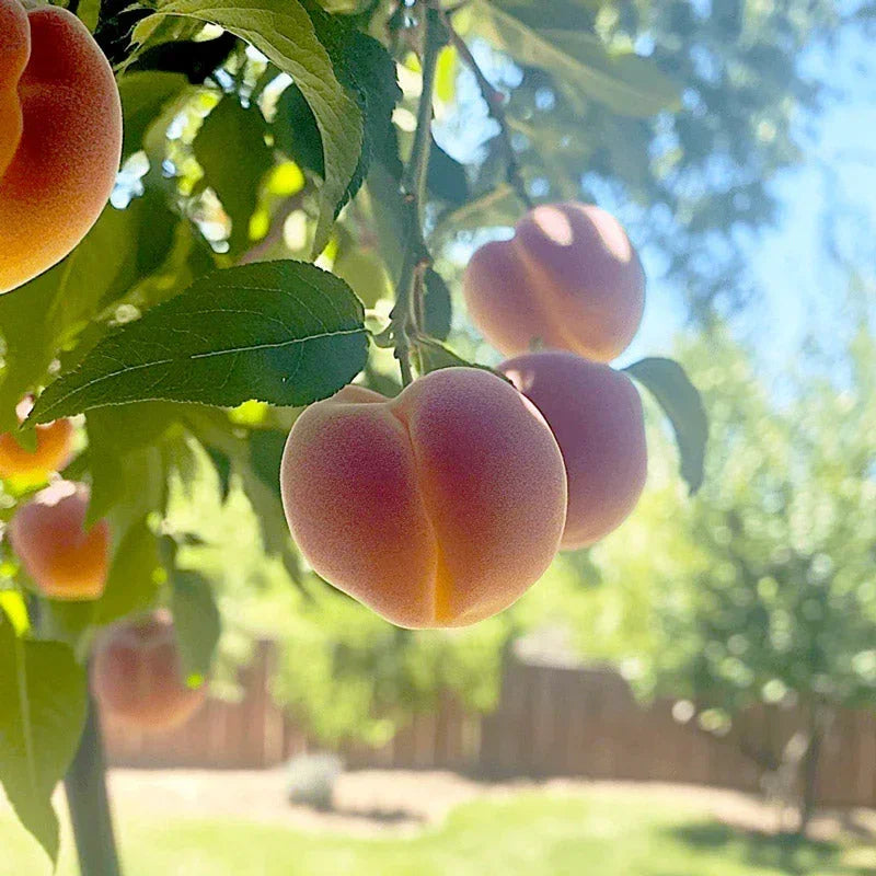 Showy Flowers Peach/Nectarine, 3 on 1 Multi Grafted Fruit Tree