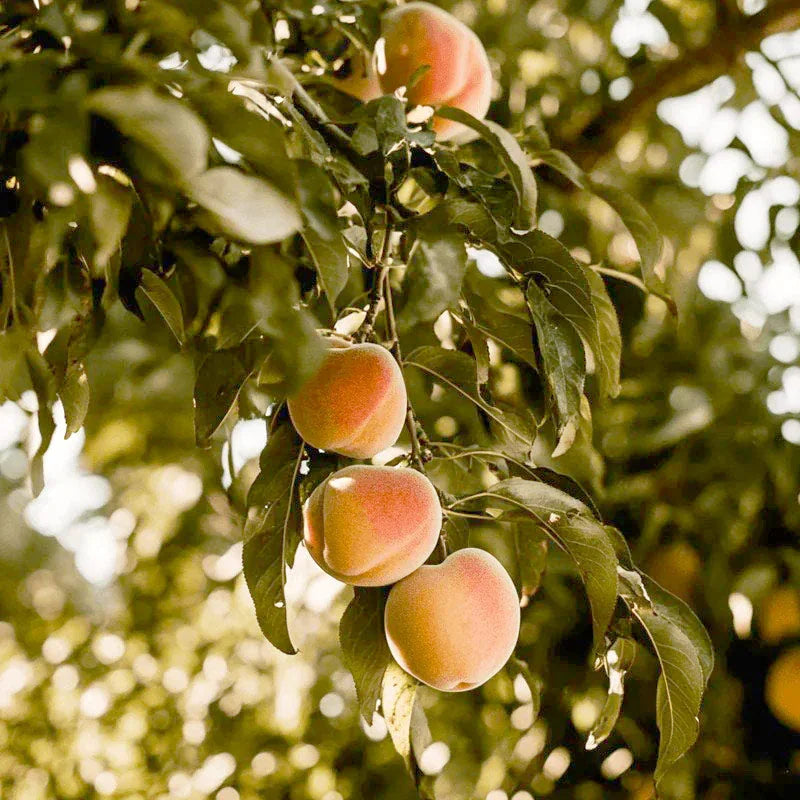 Red Baron Peach Tree