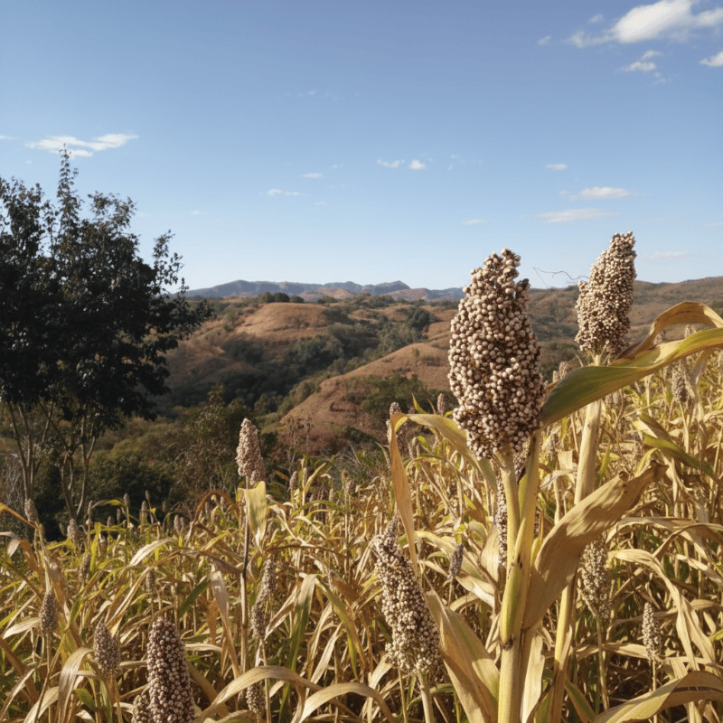 Grain Sorghum / Milo - Raw Seed (Lb)