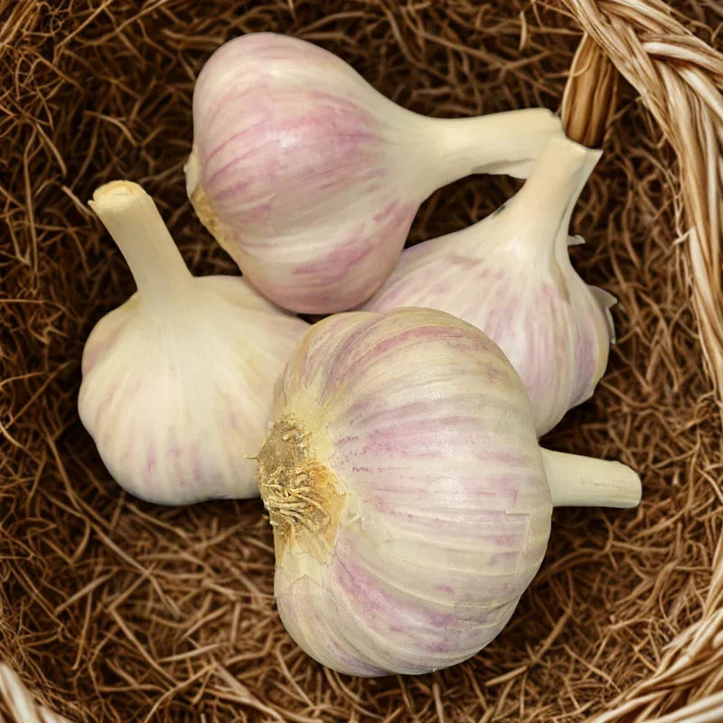 Organic Romanian Red Garlic (lb)