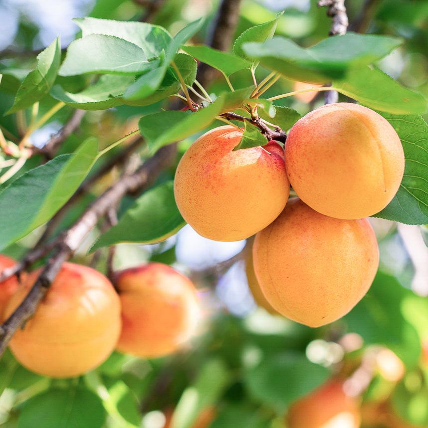 Western "Fruit Salad" 4 on 1 Multi Grafted Fruit Tree